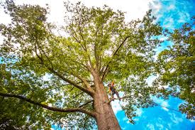 Best Palm Tree Trimming  in Bayonet Point, FL