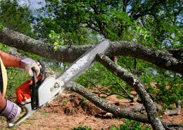 Why Choose Our Tree Removal Services in Bayonet Point, FL?