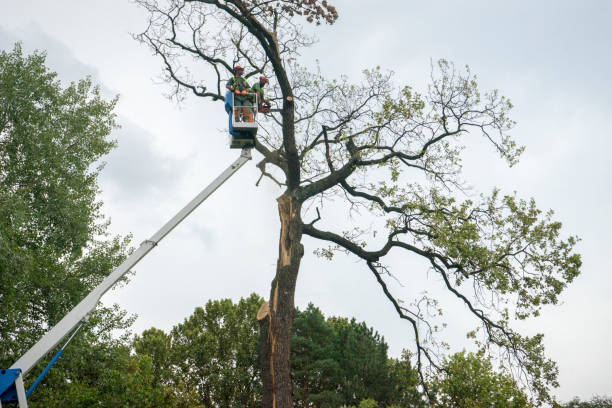 Best Seasonal Cleanup (Spring/Fall)  in Bayonet Point, FL