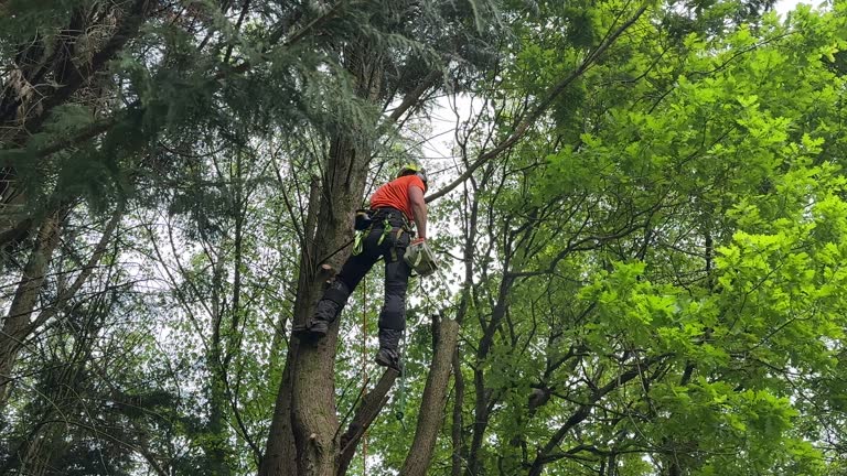 Best Tree Disease Treatment  in Bayonet Point, FL