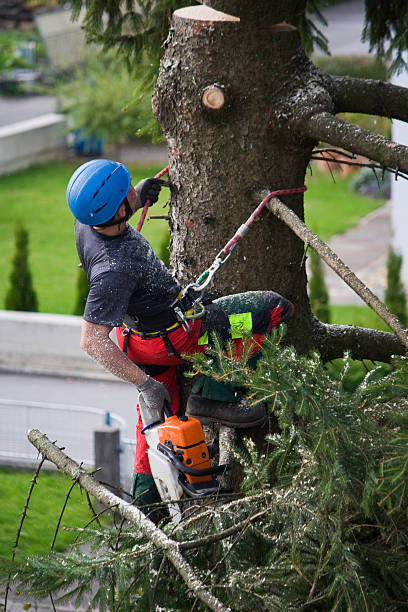 Best Utility Line Clearance  in Bayonet Point, FL